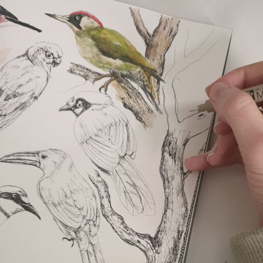 Bonetka – Ornithology